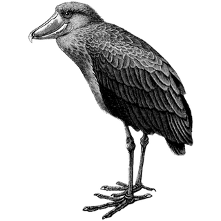 Raibim profile picture